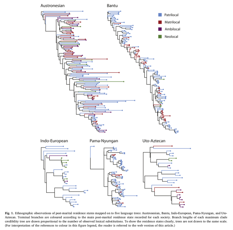 Post Marital Residence Patterns Show Lineage Specific Evolution Simon 